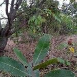 Terminalia arjuna leaf picture by Ankit Pathak (cc-by-sa)