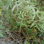 Coreopsis lanceolata habit picture by Adrien Lagrelle (cc-by-sa)
