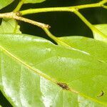 Drypetes standleyi leaf picture by Nelson Zamora Villalobos (cc-by-nc)