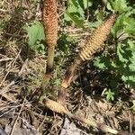 Equisetum arvense habit picture by Albert Chevallier (cc-by-sa)