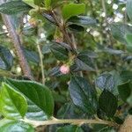 Cotoneaster dielsianus leaf picture by Torr James (cc-by-sa)