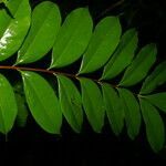 Simaba polyphylla leaf picture by Nelson Zamora Villalobos (cc-by-nc)