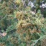 Juniperus virginiana flower picture by M P (cc-by-sa)