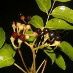 Picrasma excelsa fruit picture by Nelson Zamora Villalobos (cc-by-nc)