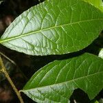 Xylosma oligandra leaf picture by Nelson Zamora Villalobos (cc-by-nc)