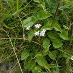 Valeriana tripteris habit picture by Llandrich anna (cc-by-sa)