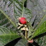 Psychotria alfaroana fruit picture by Nelson Zamora Villalobos (cc-by-nc)