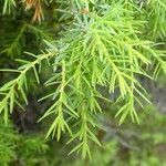 Juniperus communis leaf picture by Alain Bigou (cc-by-sa)