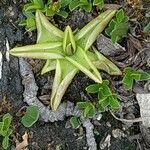 Pinguicula alpina leaf picture by Maurice Godefridi (cc-by-sa)