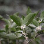 Cassipourea elliptica habit picture by Nelson Zamora Villalobos (cc-by-nc)