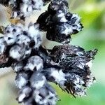Origanum majorana fruit picture by chris rahner (cc-by-sa)