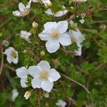 Rubus deliciosus flower picture by Jack Pommer (cc-by-sa)