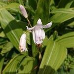 Bletilla striata flower picture by 三義 長谷川 (cc-by-sa)