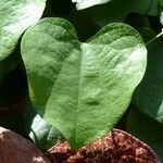 Aristolochia grandiflora leaf picture by Daniel Barthelemy (cc-by-sa)