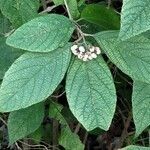 Callicarpa acuminata leaf picture by Cecilia Grimmer (cc-by-sa)