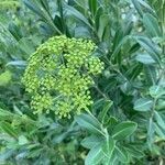 Bupleurum fruticosum flower picture by Felix Faure (cc-by-sa)