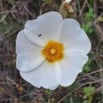 Cistus salviifolius flower picture by Denis Sabotier (cc-by-sa)