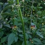 Scrophularia auriculata habit picture by Daniel Bourget (cc-by-sa)