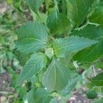 Helianthus decapetalus leaf picture by Stefany Page-Douville (cc-by-sa)