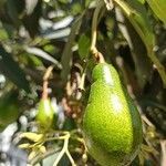 Persea americana fruit picture by floral hardy (cc-by-sa)