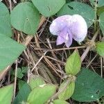 Psophocarpus tetragonolobus flower picture by Omodot Umoh (cc-by-sa)