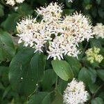 Cornus amomum flower picture by Alexander T. Griscom (cc-by-sa)