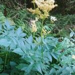 Filipendula ulmaria habit picture by Theo Theo Roche (cc-by-sa)