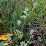 Atriplex laciniata habit picture by Pierre LEON (cc-by-sa)