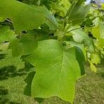 Liriodendron tulipifera leaf picture by Adam Barker (cc-by-sa)