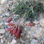 Astragalus australis fruit picture by Bubz Pinson (cc-by-sa)