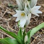 Chlorophytum tuberosum flower picture by Susan Brown (cc-by-sa)