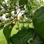 Bunchosia dwyeri fruit picture by Fernández Esteban (cc-by-sa)