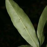 Paypayrola hulkiana leaf picture by Jean-François Molino (cc-by-sa)