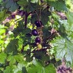 Ribes lacustre fruit picture by Steph (cc-by-sa)