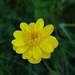 Ranunculus canus flower picture by bill oconnor (cc-by-sa)
