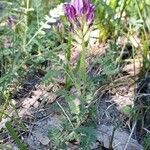 Astragalus hypoglottis habit picture by Emmanuel Cosson (cc-by-sa)