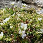 Arenaria biflora habit picture by Nils Anthelme (cc-by-sa)
