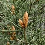 Pinus bungeana leaf picture by Dieter Albrecht (cc-by-sa)