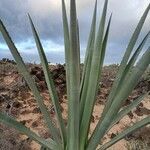 Agave sisalana leaf picture by Mirko Fontemaggi (cc-by-sa)