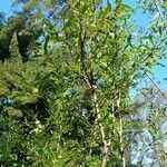 Terminalia australis habit picture by Trap Hers (cc-by-sa)