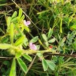 Tephrosia villosa flower picture by susan brown (cc-by-sa)