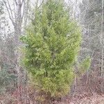 Juniperus virginiana habit picture by Eli Small (cc-by-sa)