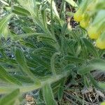 Onosma tricerosperma leaf picture by manuelmm (cc-by-sa)