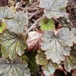 Heuchera micrantha leaf picture by Daniel Shyles (cc-by-sa)