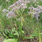 Limonium vulgare habit picture by Benoît Lignereux (cc-by-sa)