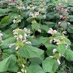 Lamium album habit picture by A M (cc-by-sa)