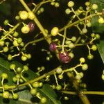 Miconia commutata fruit picture by Nelson Zamora Villalobos (cc-by-nc)