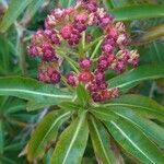 Euphorbia mellifera flower picture by Rudo Walinga (cc-by-sa)