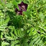 Geranium phaeum habit picture by Jean-Marie Frenoux (cc-by-sa)