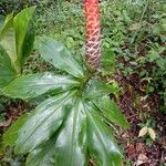 Costus nitidus flower picture by GA Gustavo (cc-by-sa)